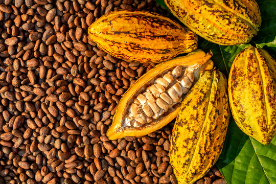 Premium Cocoa Beans